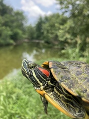 Trachemys scripta elegans