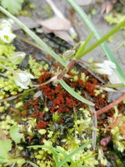 Ptychostomum pallens