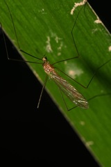 Dicranomyia modesta