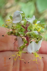 Aneilema dregeanum