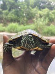 Trachemys scripta elegans