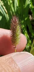 Phleum alpinum