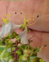 Aneilema dregeanum