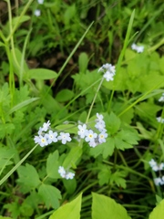 Myosotis decumbens