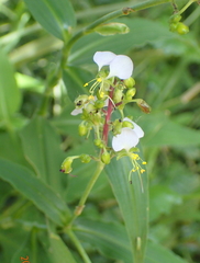 Aneilema dregeanum