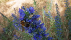 Bombus pascuorum