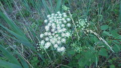 Peucedanum oreoselinum