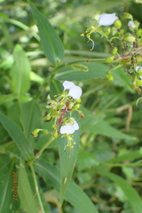 Aneilema dregeanum
