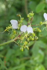 Aneilema dregeanum