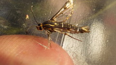 Pyropteron triannuliformis
