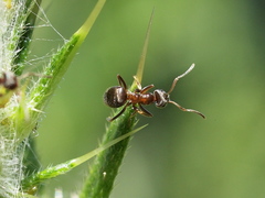 Lasius emarginatus