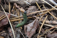 Choristoneura conflictana