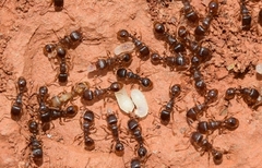 Tetramorium semilaeve