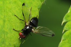 Seioptera vibrans