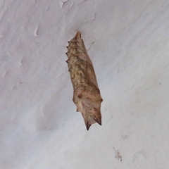 Aglais urticae