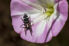 Herpyllinae