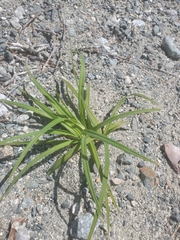 Carex macrocephala