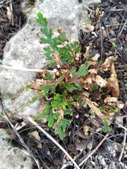 Selaginella convoluta
