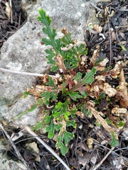 Selaginella convoluta