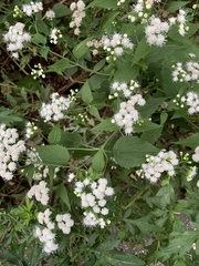 Ageratina altissima