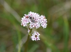 Valeriana capitata