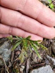 Diphasiastrum complanatum
