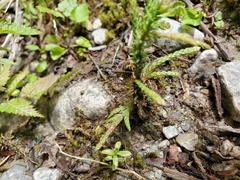 Diphasiastrum complanatum