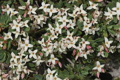 Daphne alpina