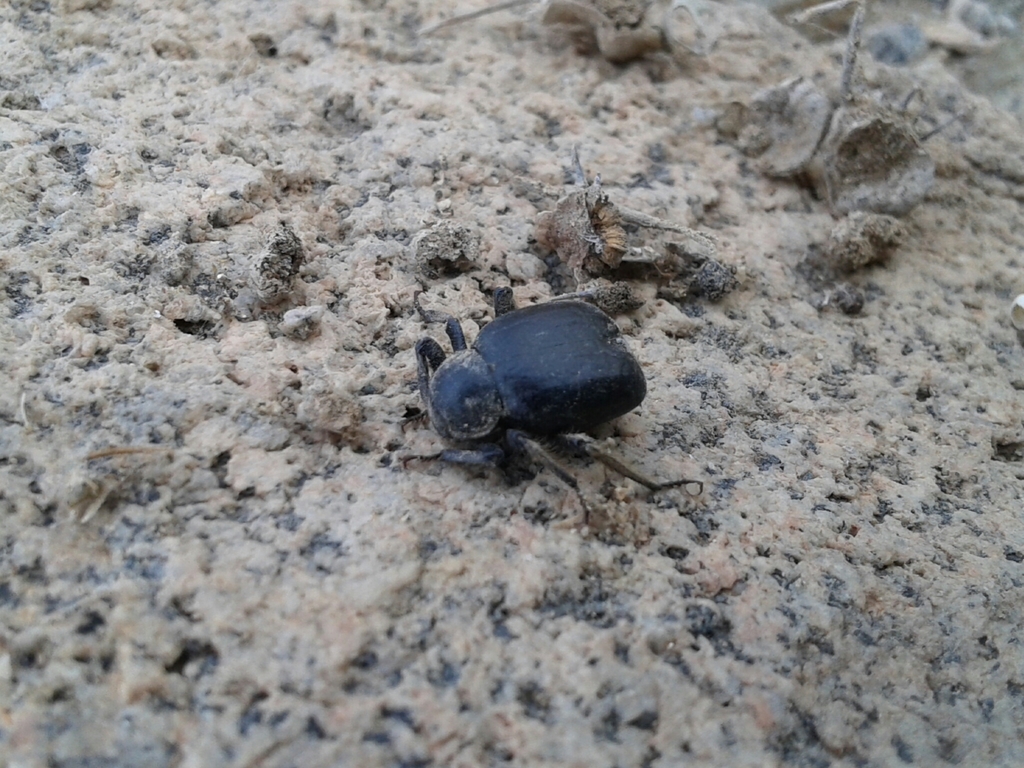 Entomochilus glabratus