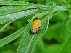 Coccinellidae