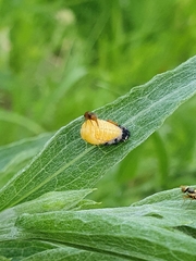 Coccinellidae