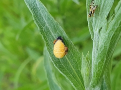 Coccinellidae