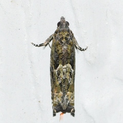 Pseudexentera haracana