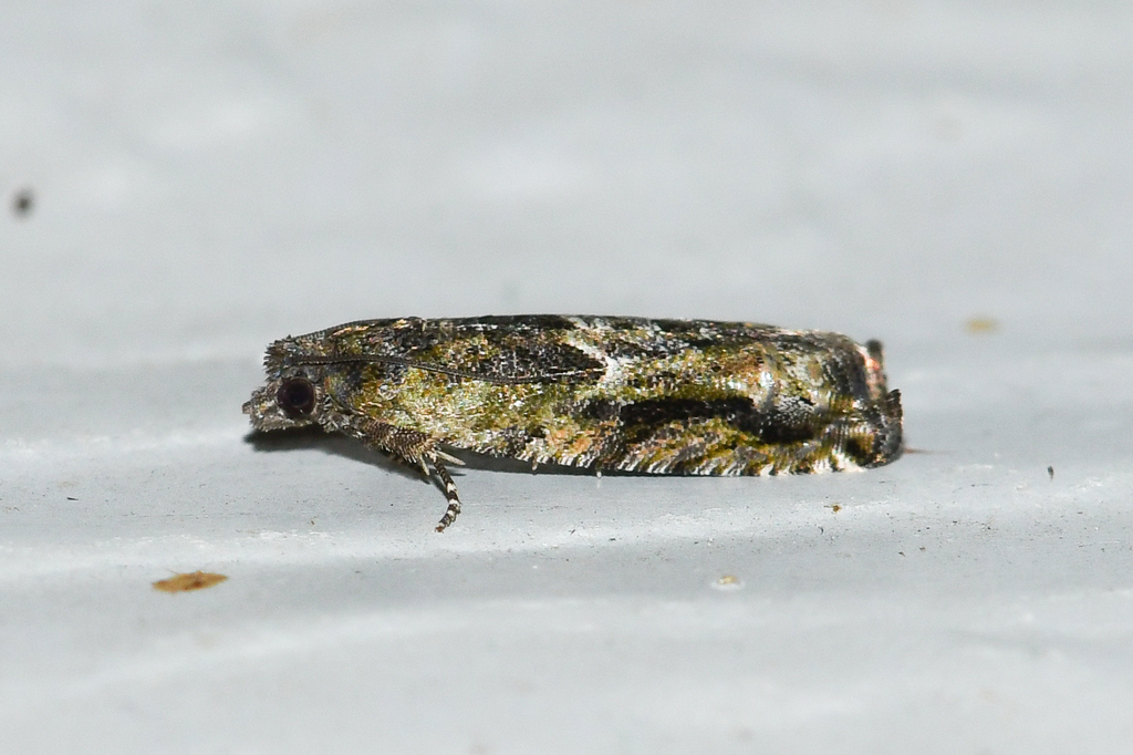 Pseudexentera haracana