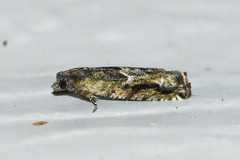 Pseudexentera haracana