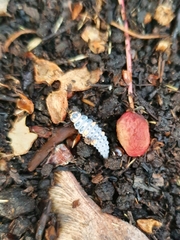 Coccinella septempunctata