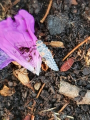 Coccinella septempunctata