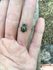 Calligrapha polyspila
