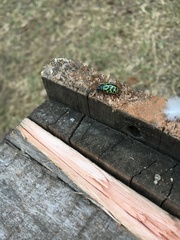 Calligrapha polyspila