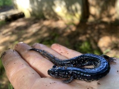 Plethodon glutinosus