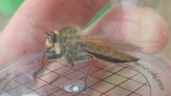 Echthistus rufinervis