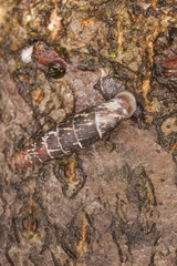 Macrogastra plicatula