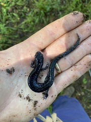 Plethodon glutinosus