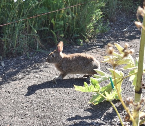 Cottontail Rabbits photographed in Oregon