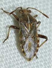Rhopalus distinctus