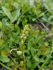 Pseudorchis straminea