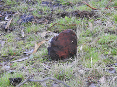 Phlebopus marginatus