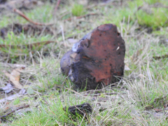 Phlebopus marginatus