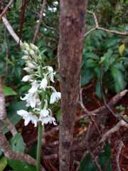 Calanthe calanthoides