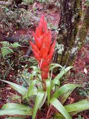 Tillandsia ponderosa